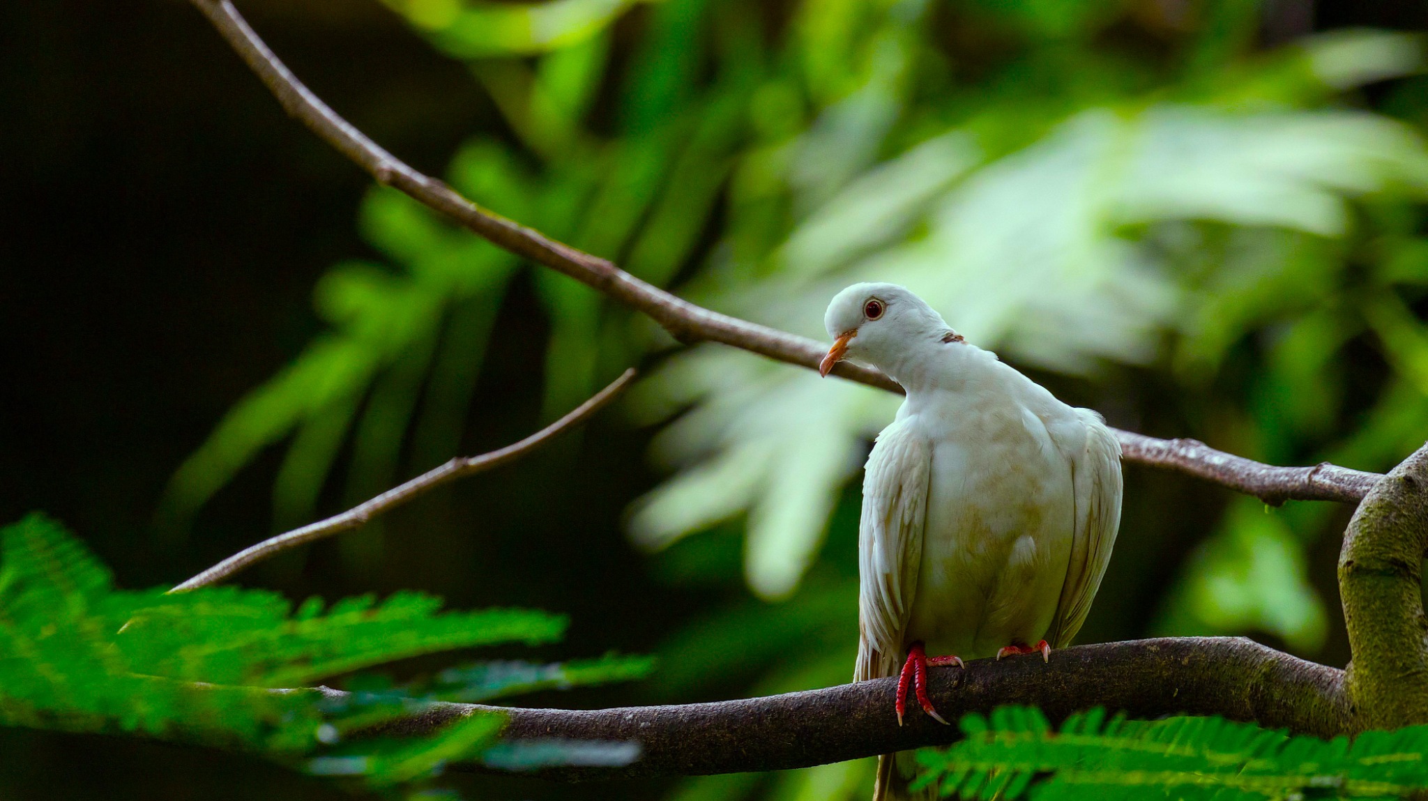 Bali Bird Park Admission Ticket